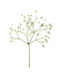 Closeup of small white gypsophila flowers