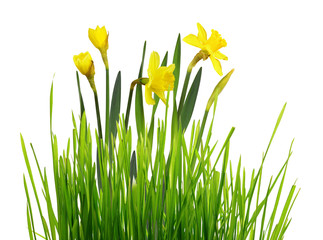 Spring border with fresh green grass and yellow narcissus flowers