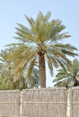 Palm trees in clear blue sky