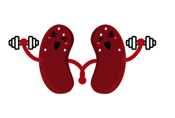 Kidneys Exercising