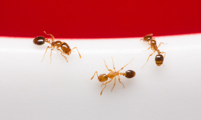 the ants on white glass, macro ants
