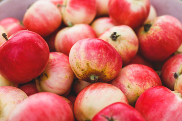 Red ripe apples from a summer cottage