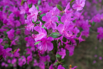 Fototapeta na wymiar Blooming pink flowers.