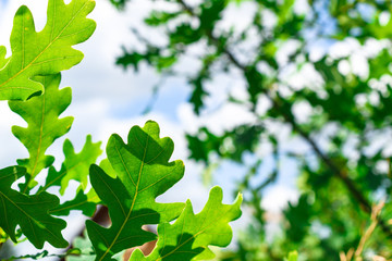Fototapeta na wymiar Green oak leaves against the blue sky. Close-up.