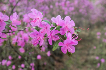 Blooming pink flowers.