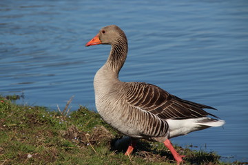 OCA SELVATICA ISOLA DELLA CONA