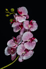 Pink white orchid flower on black background close up.. © olga_demina