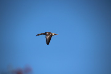 OCA SELVATICA ISOLA DELLA CONA