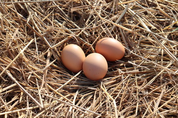 three eggs in a nest