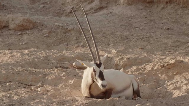 White oryx arabian in the zoo of the arab emirates.