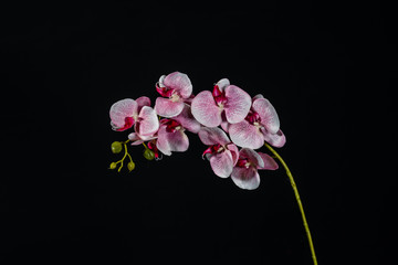 Obraz na płótnie Canvas Pink white orchid flower on black background close up..