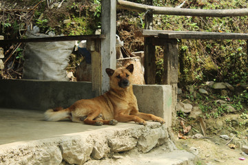 Anxious dog waiting for his owner to return home