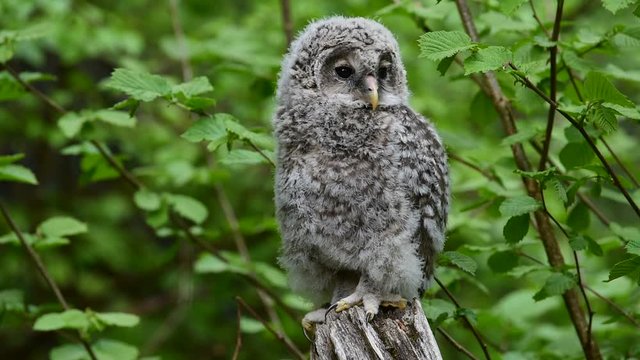 Ural owl (Strix uralensis) fledgling perched on tree stump in woodland, Bavarian Forest National Park, Germany, November