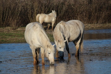 CAVALLO CAMARGUE