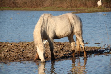Obraz premium CAVALLO CAMARGUE