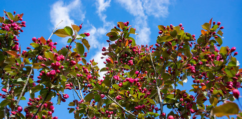Abundance of pink blossoms densely covering apple tree branches of the background of the blue sky and green leafy trees.Apple tree flowering in a botanical garden.