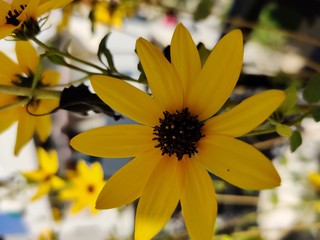  beautiful yellow flowers in the garden .
