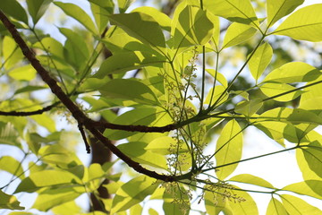 green leaves of tree