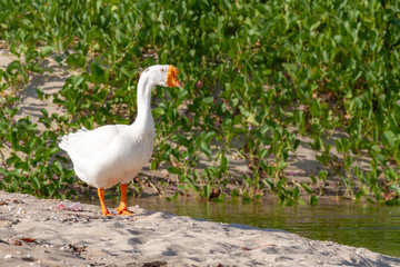 Goose at  White sand beach, Koh Chang, Thailand,  2019 November