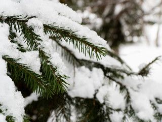 Snow covered fir branches