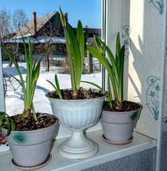 green leaves and Amaryllis buds are preparing to bloom in a pot on the windowsill