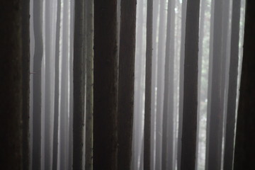 針葉樹の森・Coniferous forest
