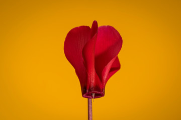 Red Persian cyclamen (Cyclamen persicum), on orange background