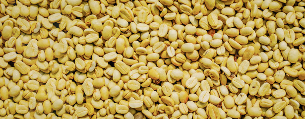 Raw coffee beans background in coffee natural process, beans drying in organic production, panoramic background