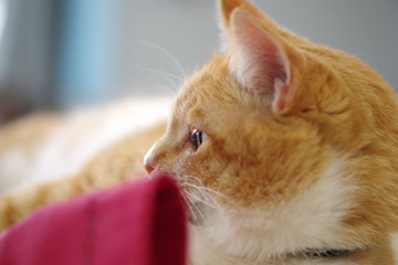 見つめる猫ちゃん