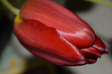 red tulip on black background