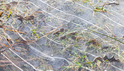 Thin ice layer covering coastal green grass,