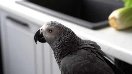 Grey parrot sits in the kitchen close-up