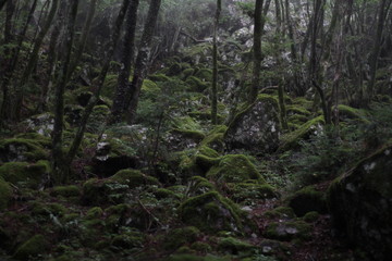Moss forest_013