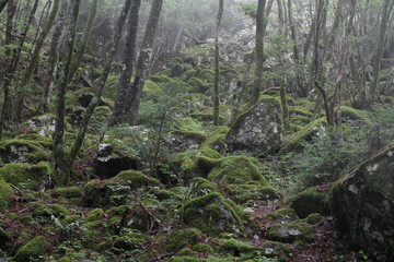 Moss forest_012