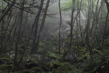 Moss forest_010