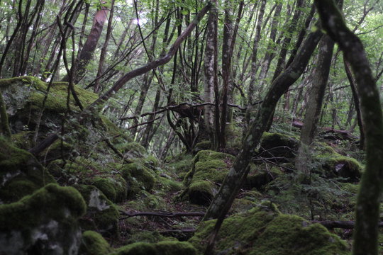 Moss forest_006 © KOJIkun