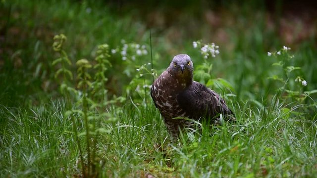 European honey buzzard foraging on the ground in forest