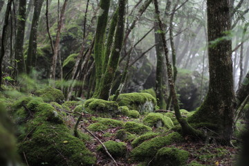 Fototapeta na wymiar Moss forest_001