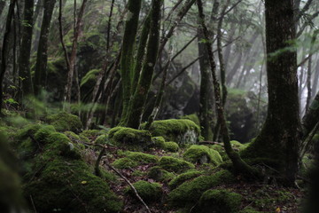 Fototapeta na wymiar Moss forest_9526