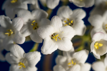 Fototapeta na wymiar Primer plano de flor muy pequeña blanca
