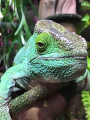green iguana on a branch