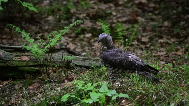European honey buzzard (Pernis apivorus) foraging on the ground in forest