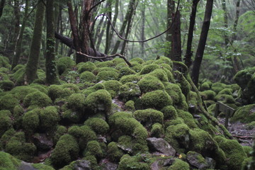 Moss forest_9533