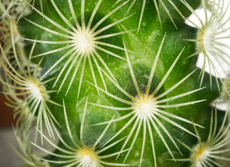 Macrophotography of a succulent plant, impressive green shape like spines
