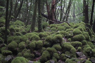 Moss forest_9534