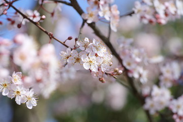 桜にそっくりな、ベニバスモモ