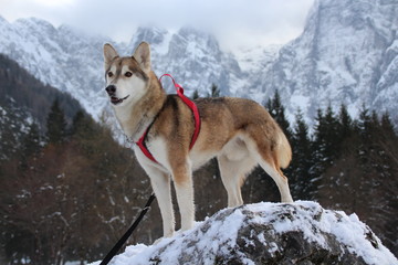 SIBERIAN HUSKY