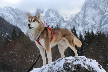 SIBERIAN HUSKY
