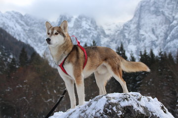 SIBERIAN HUSKY