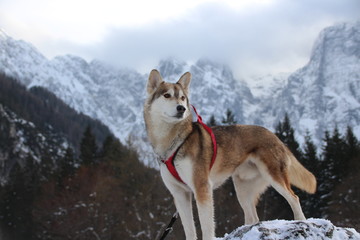 SIBERIAN HUSKY